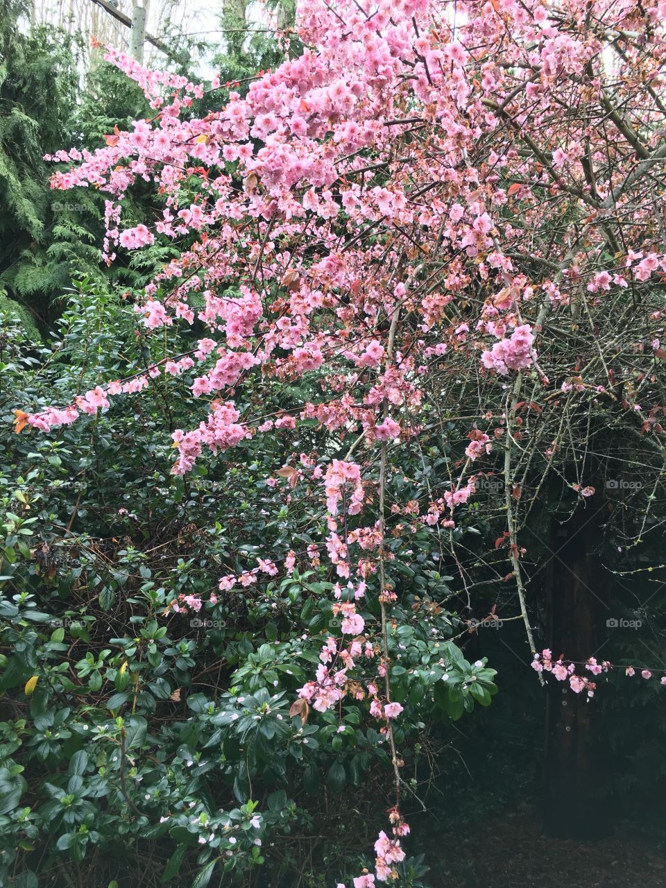 Close-up of pink flower