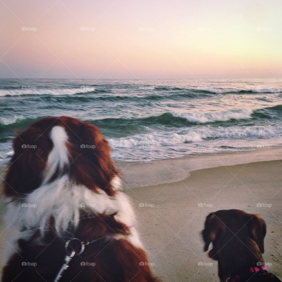 Best friends. Dogs enjoying sunset at the beach