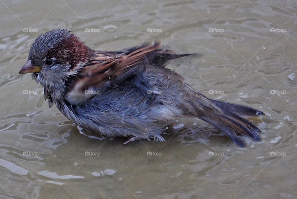 Sparrow in the puddle