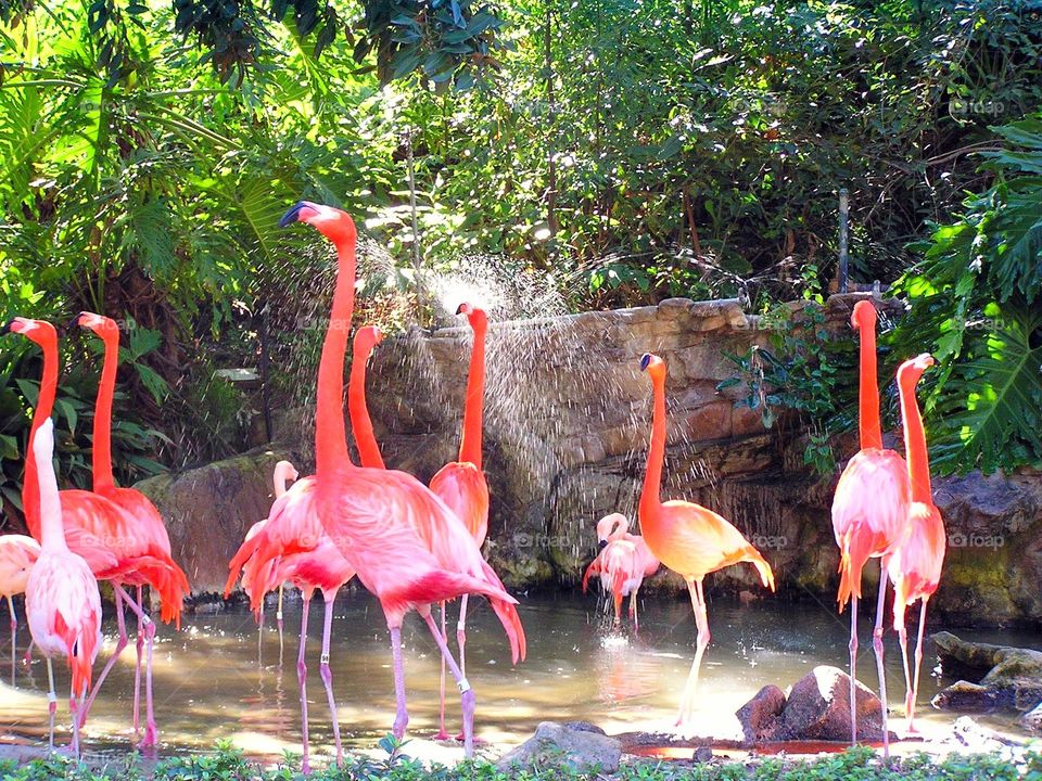 Dancing. Flamingos are beautiful