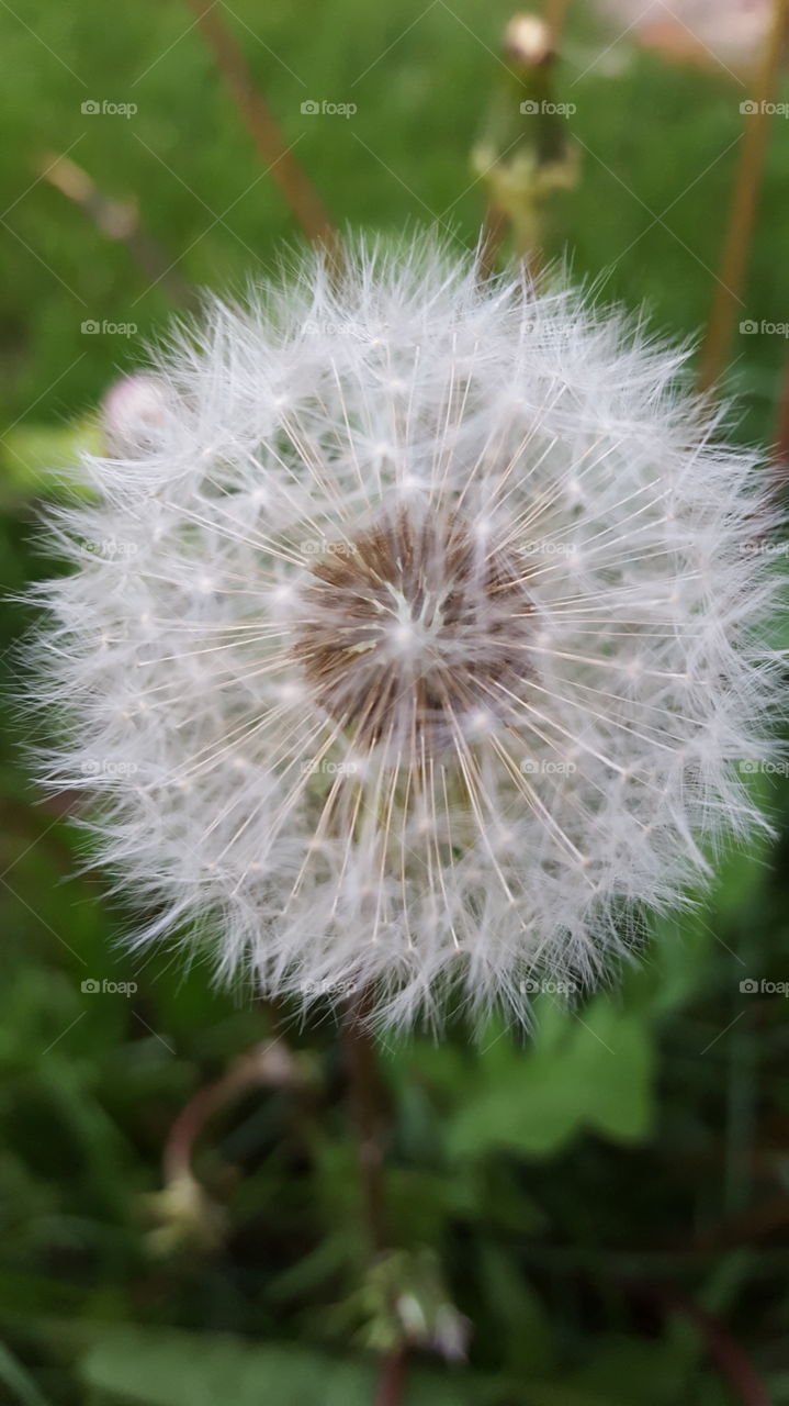 Close-up of dandelion in bloom