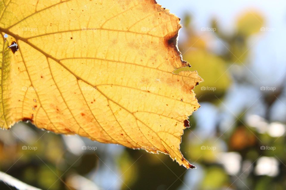 Autumn vibes 🤎🍁💛