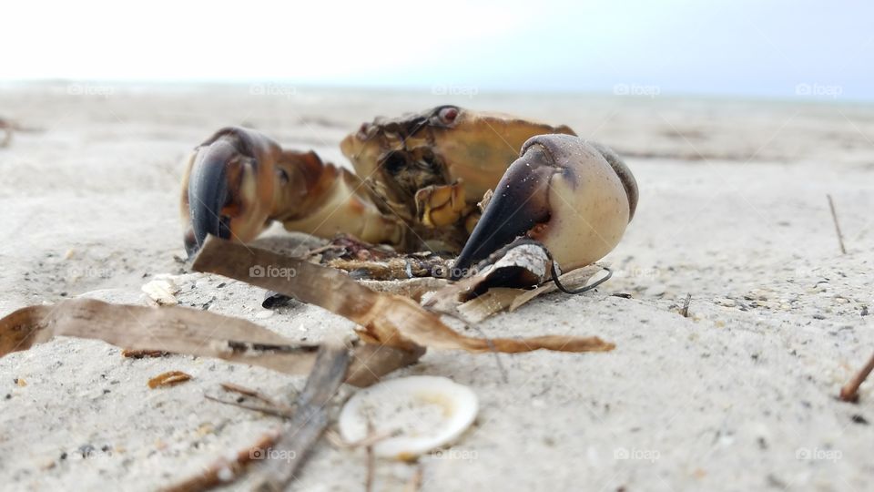 Stone Crab washed up on beach