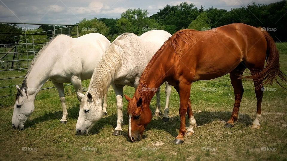 Three Horses Grazing