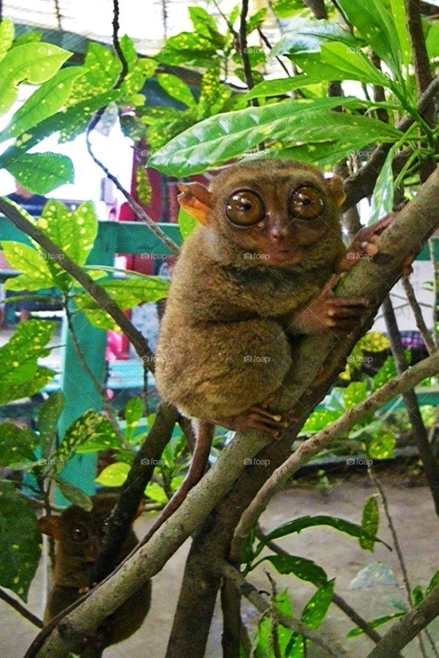 Tarsiers