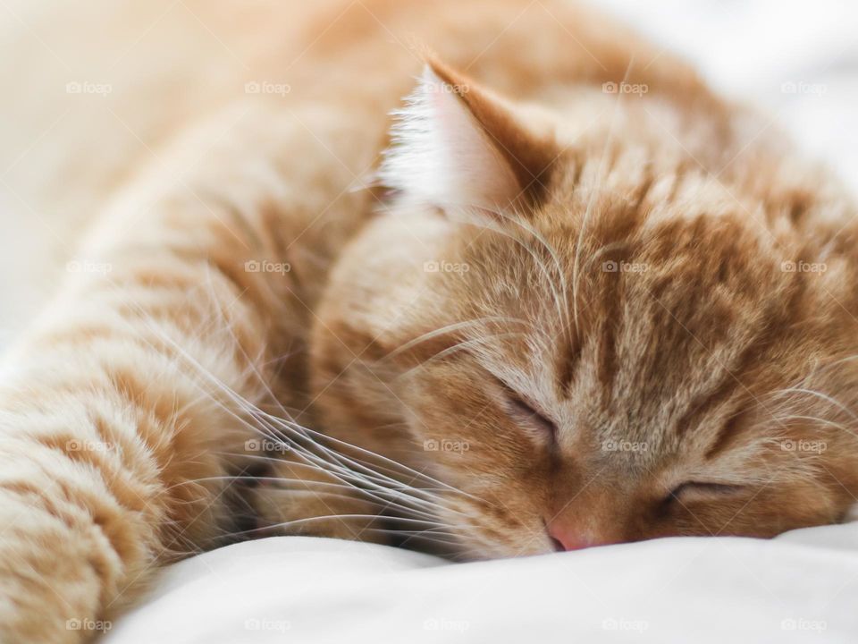 Portrait of one soundly and sweetly sleeping thoroughbred red cat on a pillow with an outstretched paw forward, side view close-up.