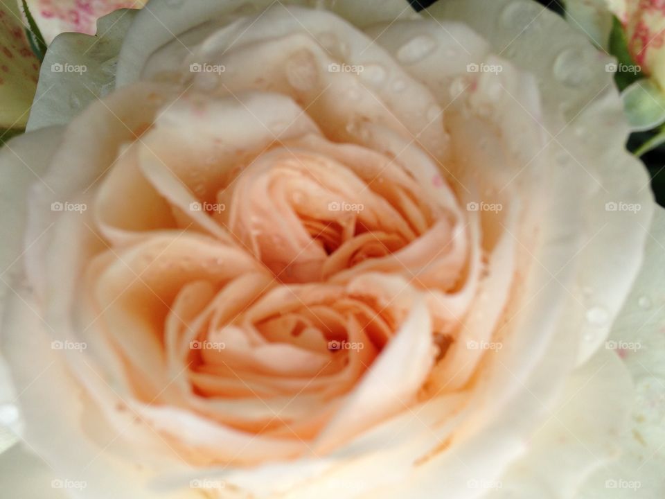 Baby peach petals of that beautiful rose I found on my walk around Hyde Park  Corner