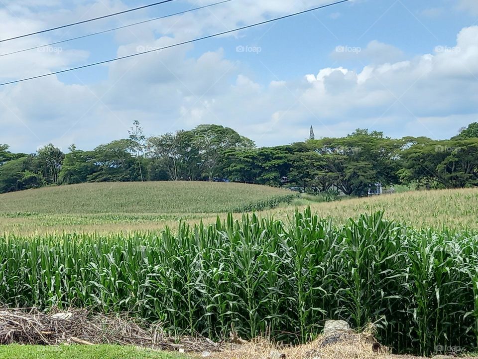 corn crop