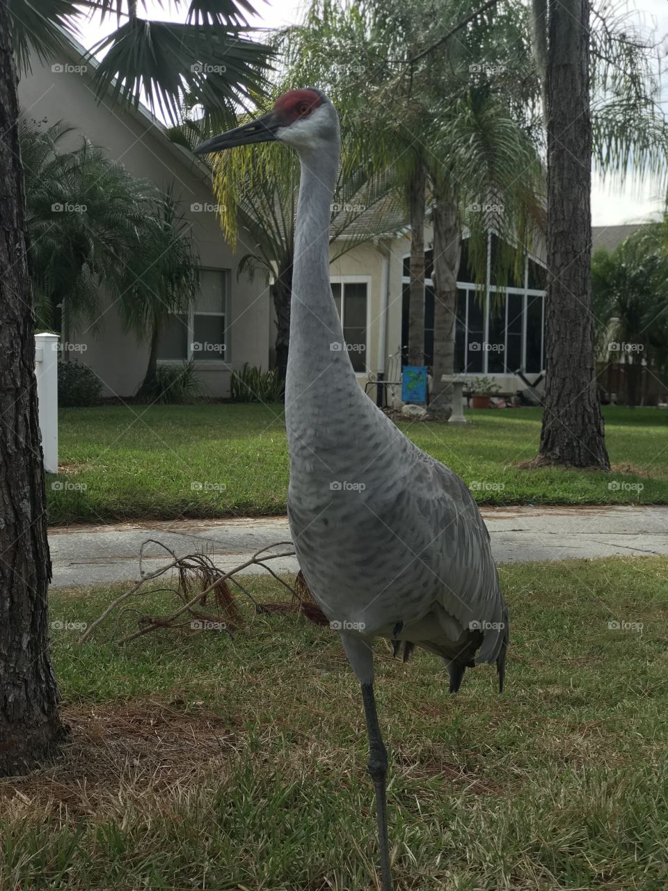 A Sand Hill Crane outside our house in Florida. I could have touched it.