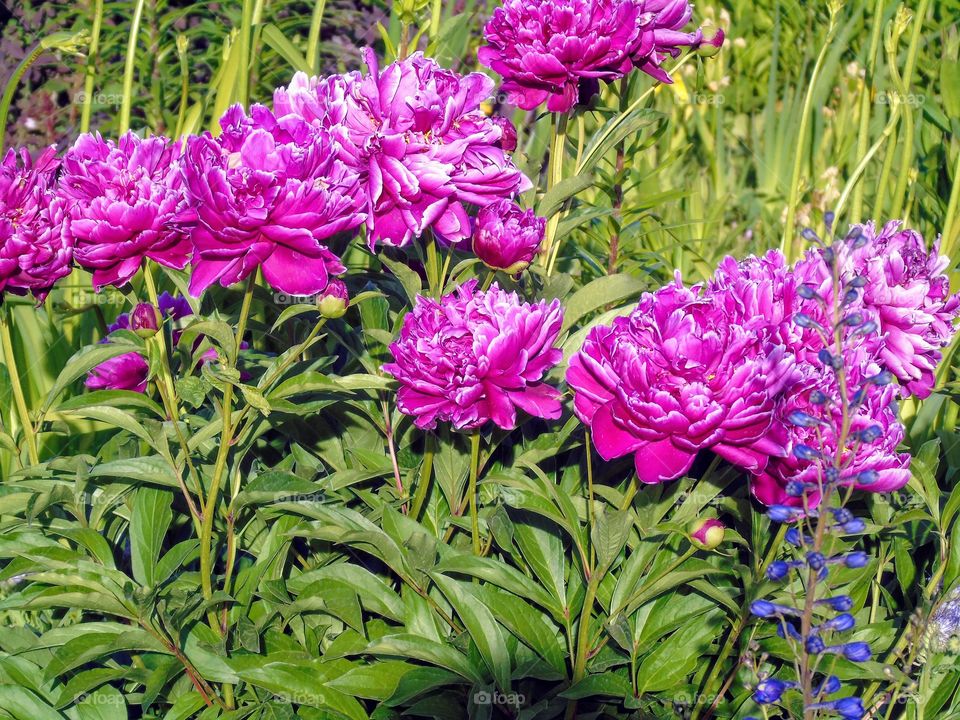 peonies in the garden