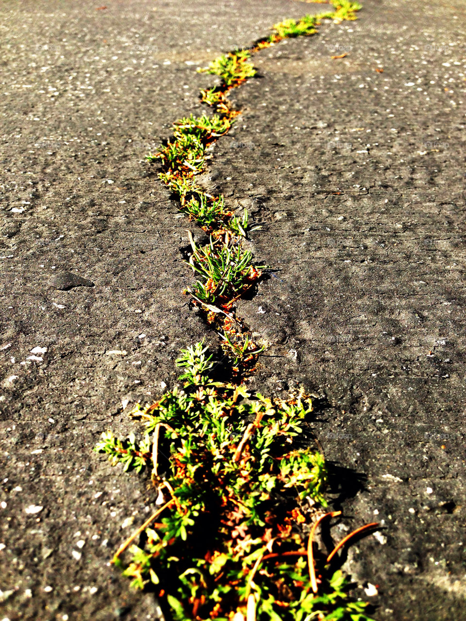 Tenacious plant and grass breaking through a crack in pavement to