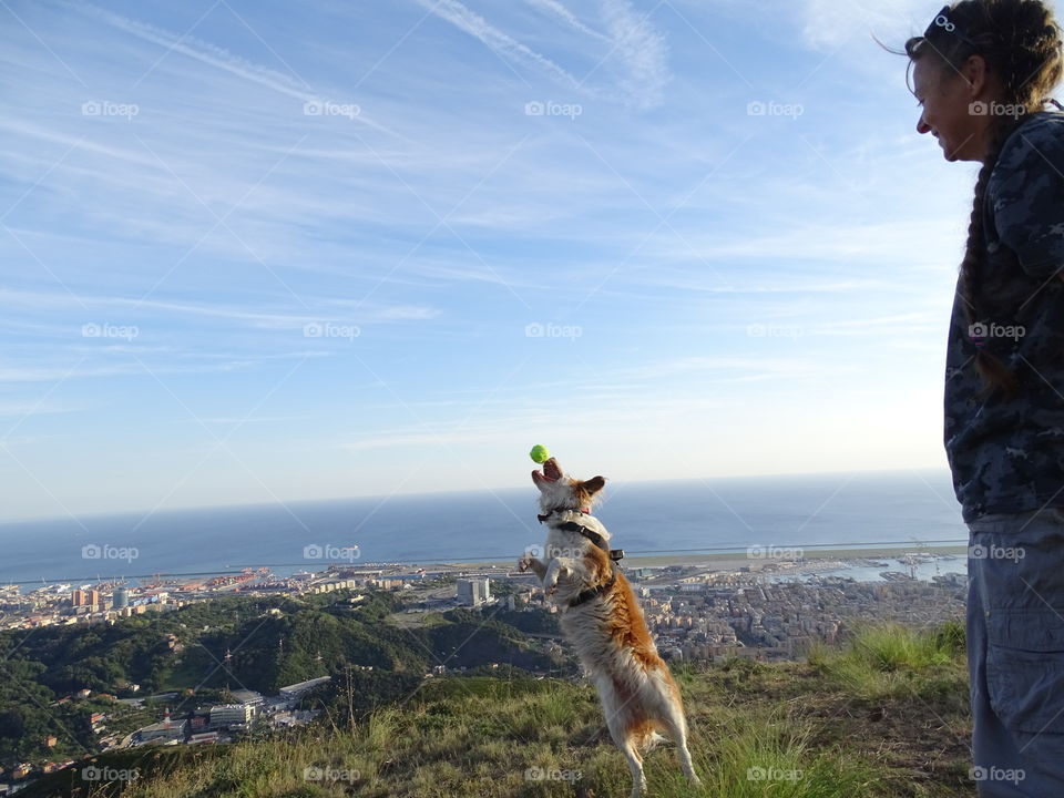 jumping dog