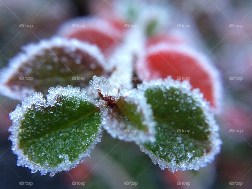 Heavy Frost falls on a shrub in my garden ...