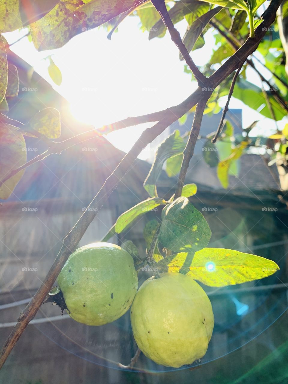 a pair of guavas