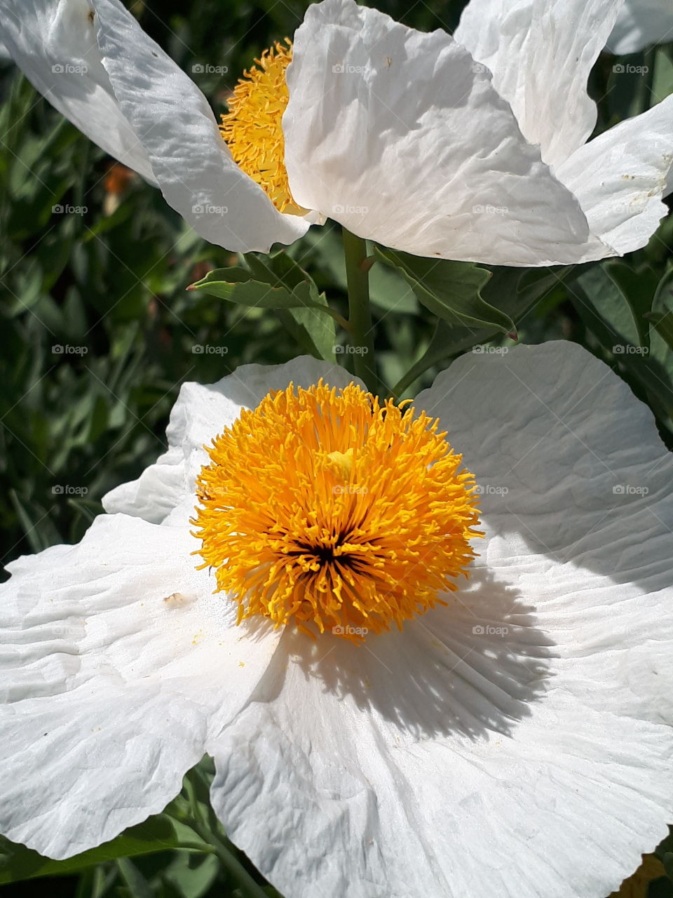 Orange And White Flower