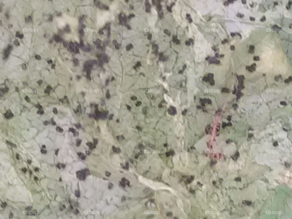 After rainy days, we get to see the types of Ilio species of egg, larva and worm.