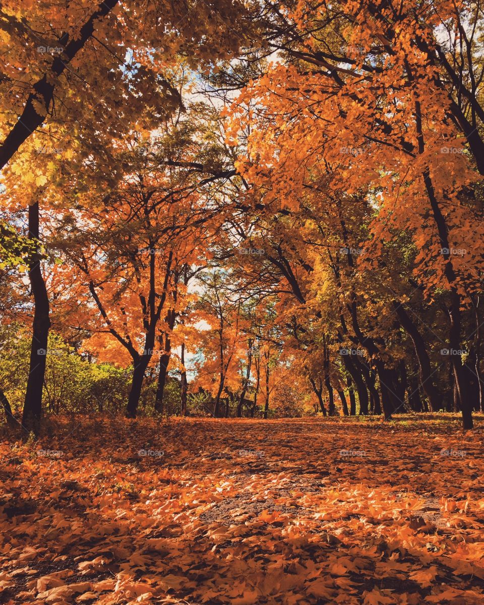 Autumn in forest 