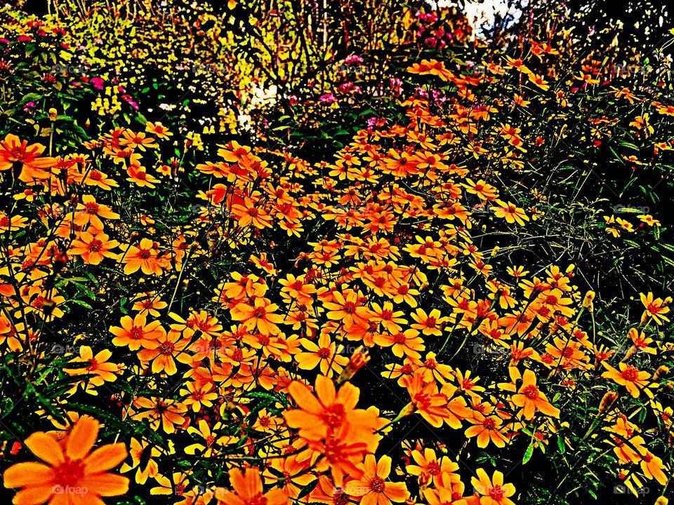 Orange flowers 