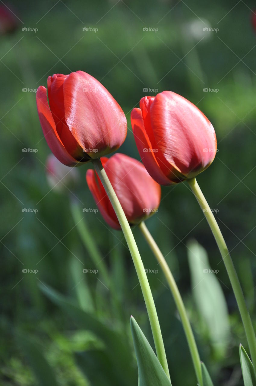 Red tulips