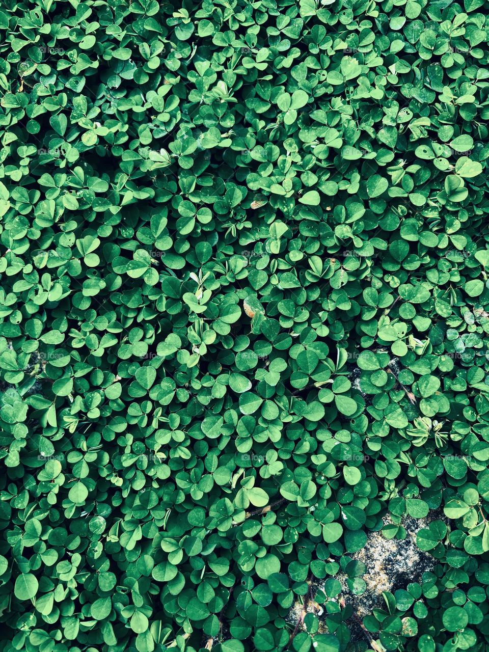 Green Hd wallpaper 