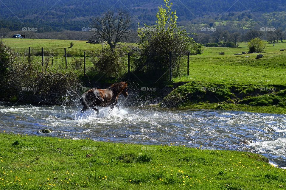 Horse crossing river (wide)
