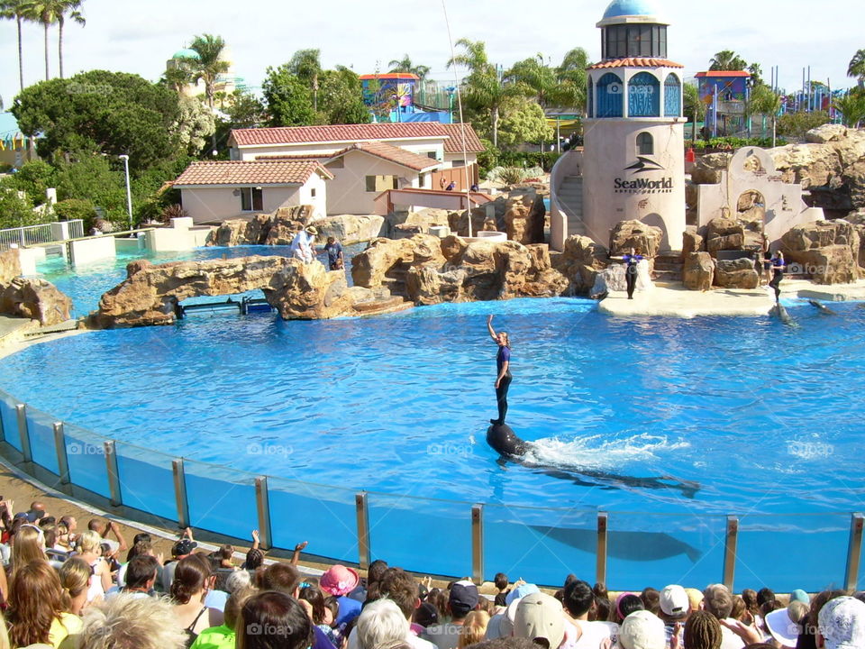 Seaworld show