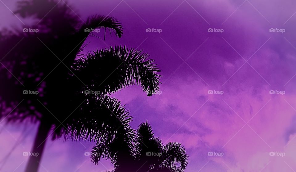 Palms & Sky - Purple