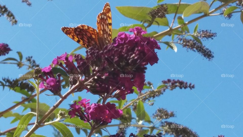 Fritillary butterfly enjoys purple flowers on a “Black Night” butterfly bush.
