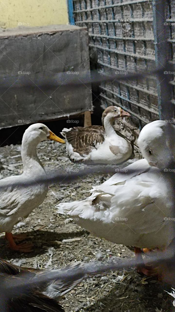 one is sitting in its place, another is walking around and one cleaning is feathers