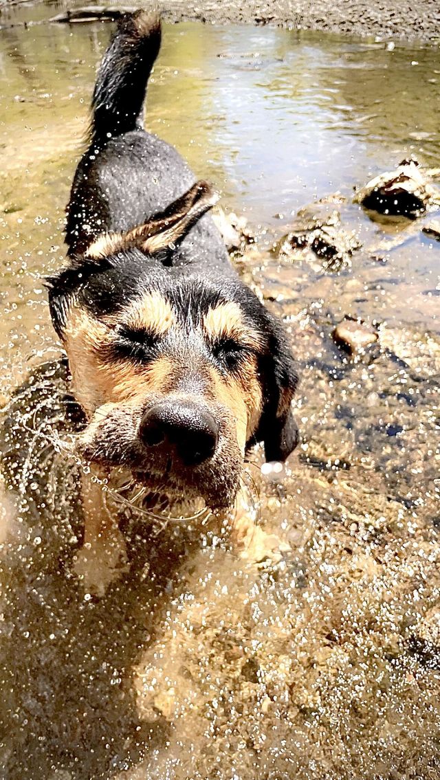 Summer time fun in the sun with the pup 