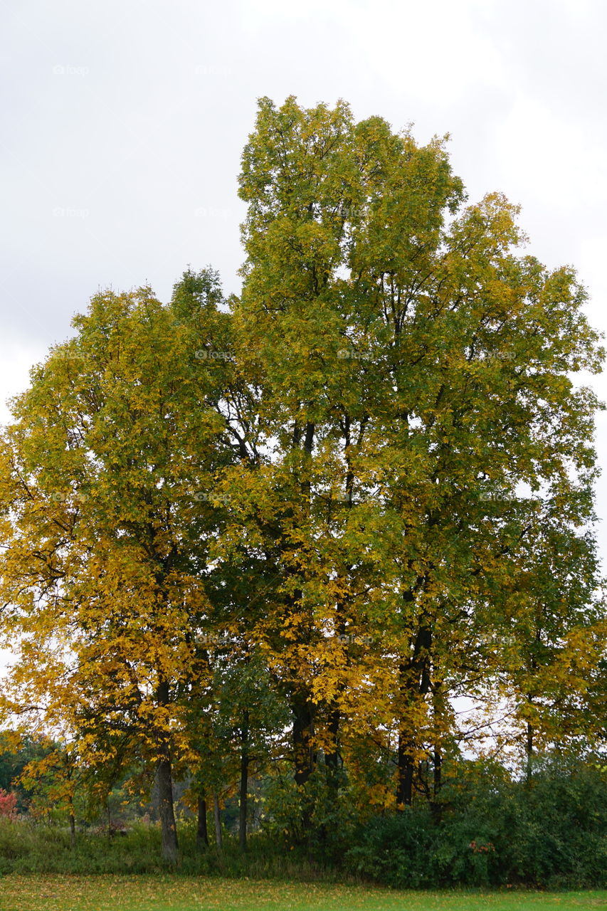 Turning trees, green and yellow leaves. 