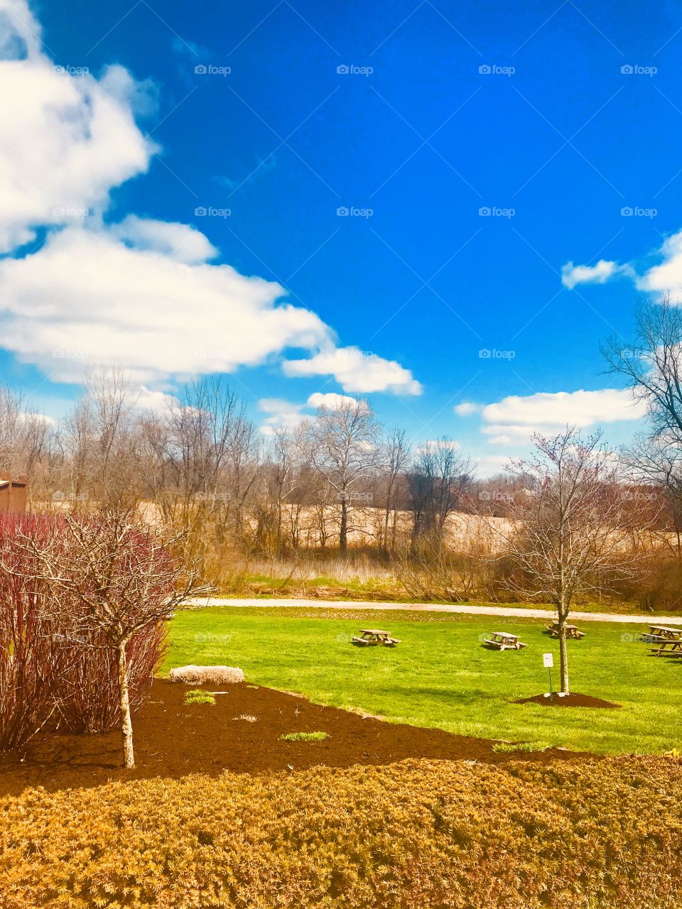 Beautiful nature scene at the park. 