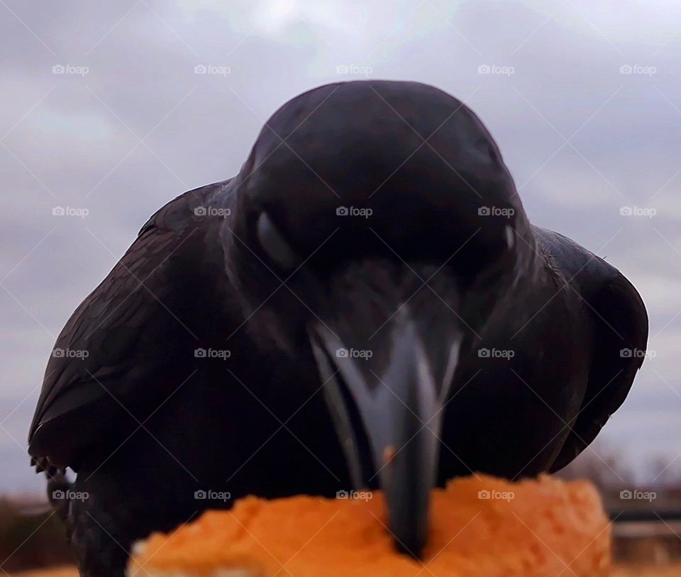 #crow #mrjones #crowfriend #crows #bird #birdfreaks #birdphotography #avian