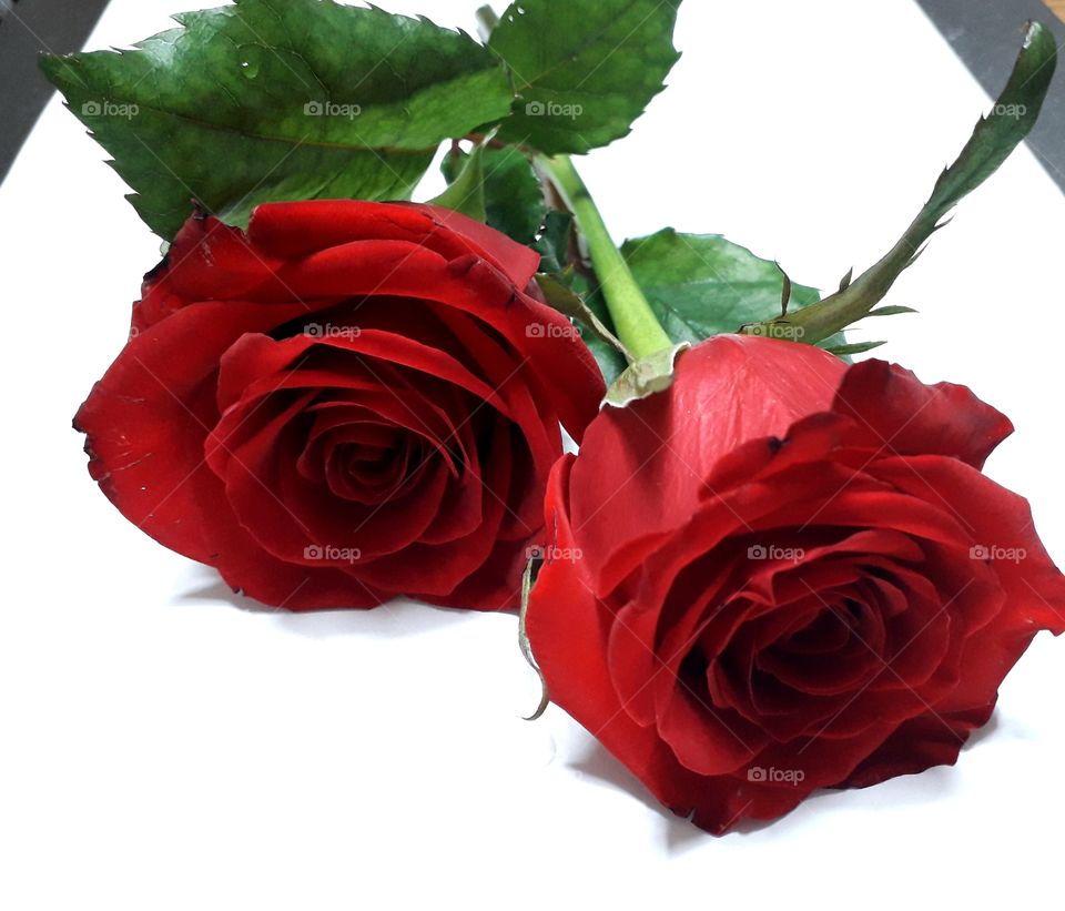 Red roses lying on white background