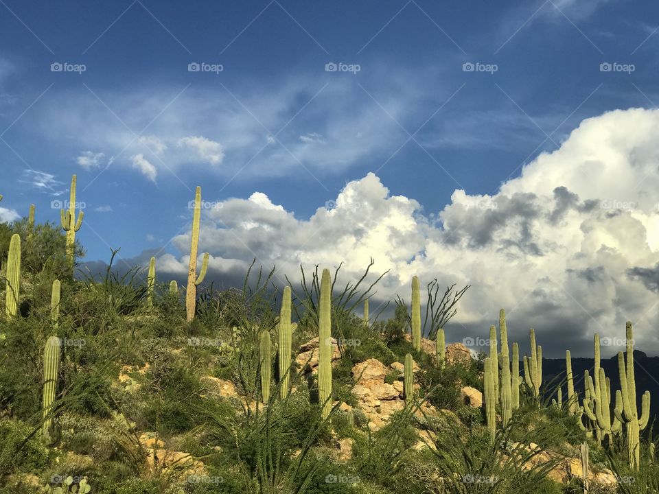 Nature - Tucson, Arizona 