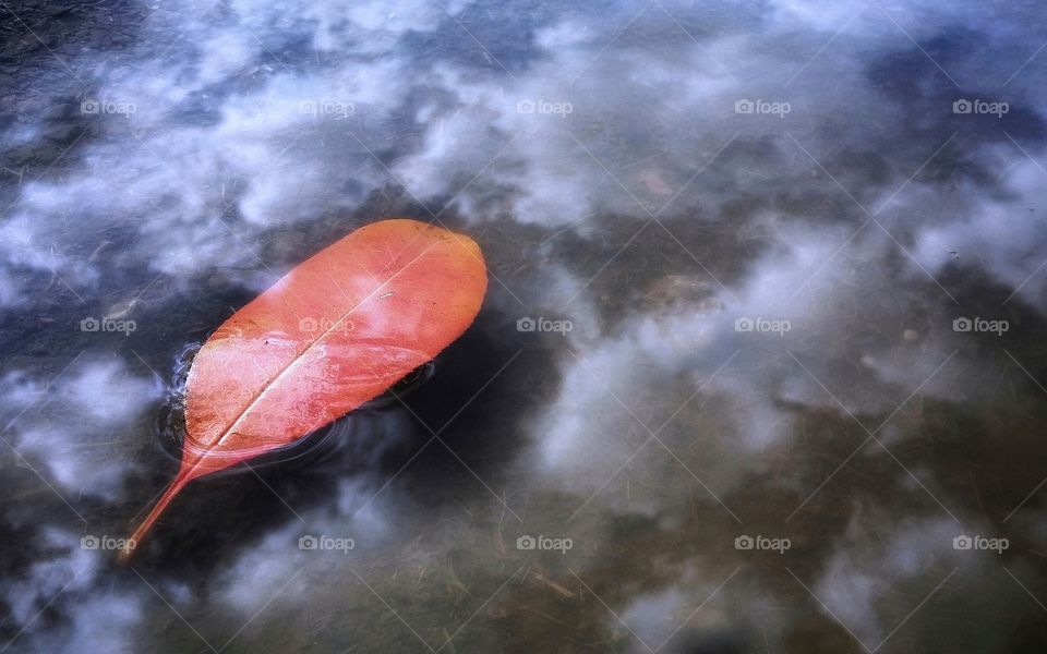 Leaf floating on a puddle of clouds