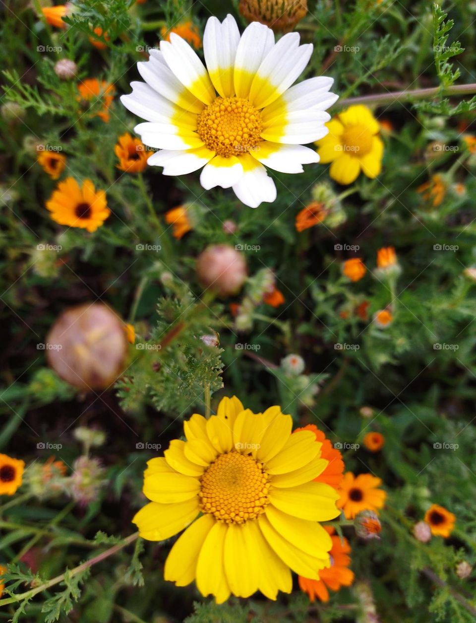 with and yellow is happiness