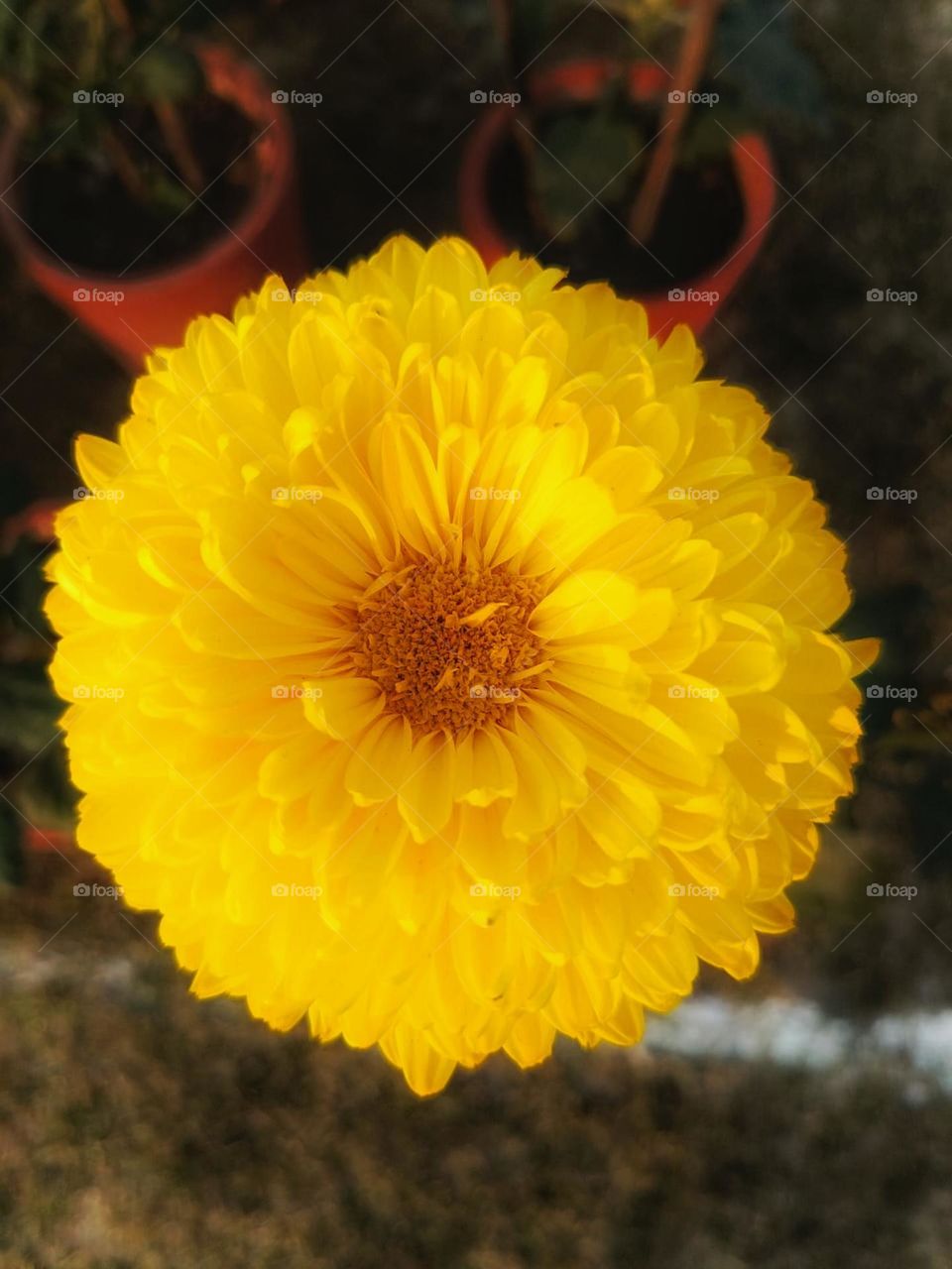 That floating yellow flower looks absolutely mesmerizing.
It's like something out of a dream.
The vibrant color and the way it seems to defy gravity is so captivating.
It's like a little burst of sunshine floating in the air.