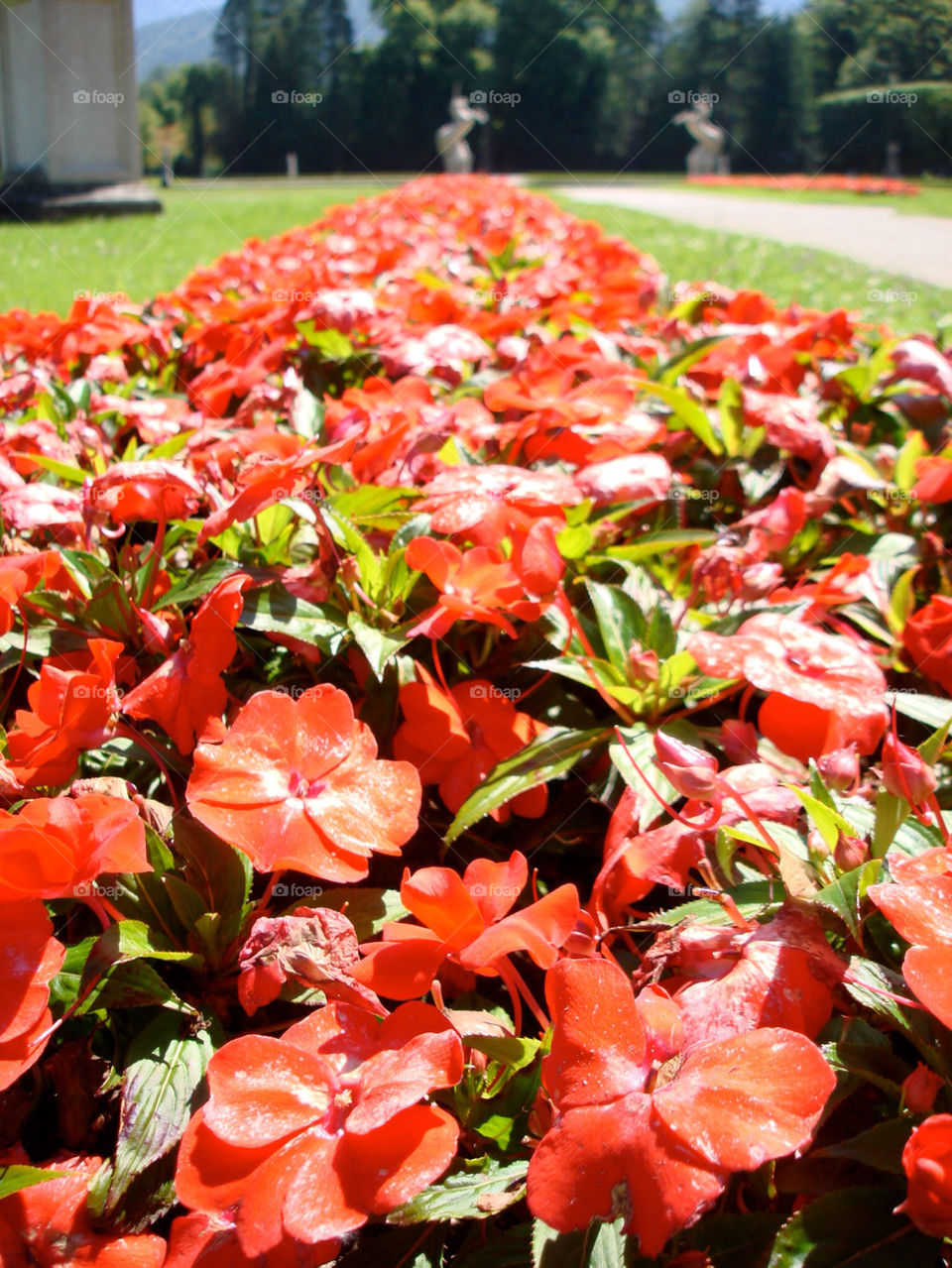 flowers red germany beauty by vegatron