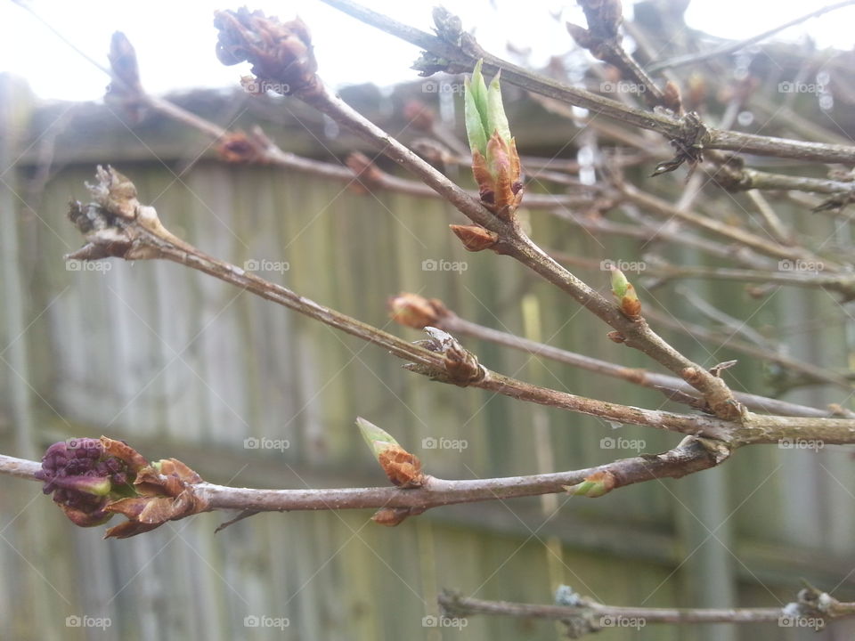 Budding