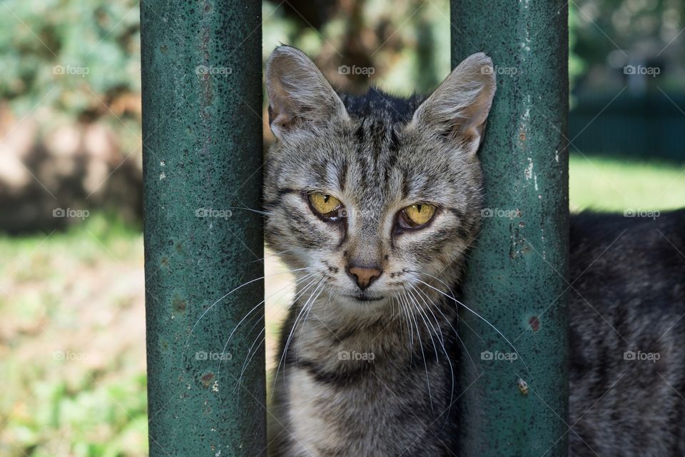 Cat behind the fence. Slovakia