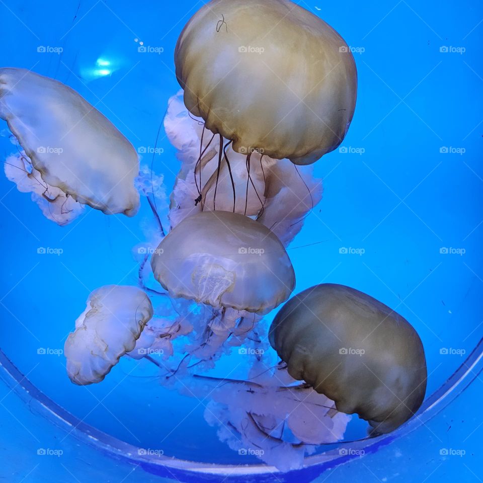 jellyfish swimming aquarium