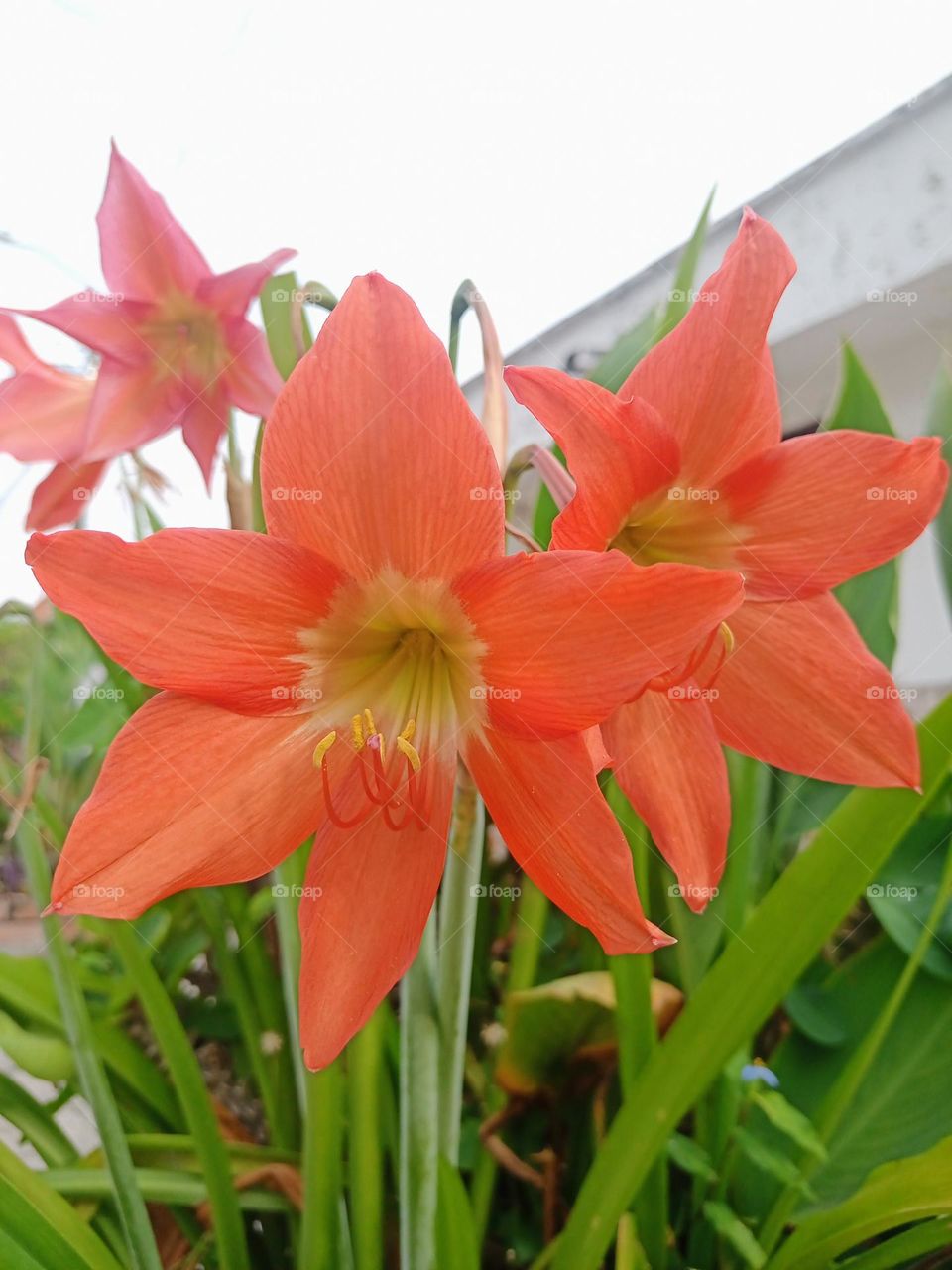 Las flores reflejan combinación perfecta de sabiduría, belleza, ingenio, y una forma sublime de delicadeza y amor.
