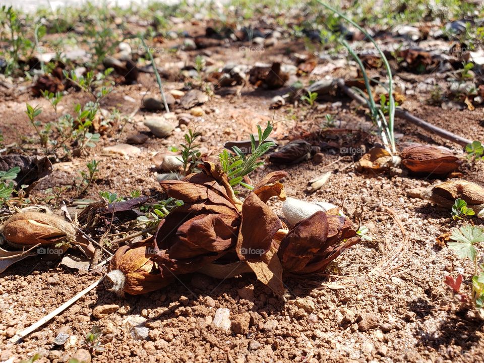 Fallen magnolia blossoms