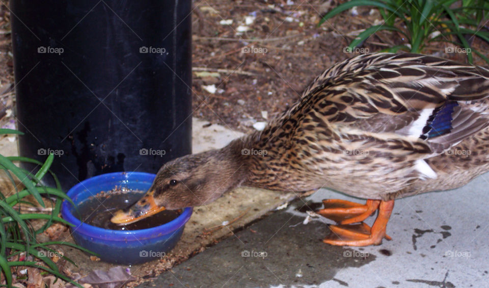 bowl duck drinking by kenglund