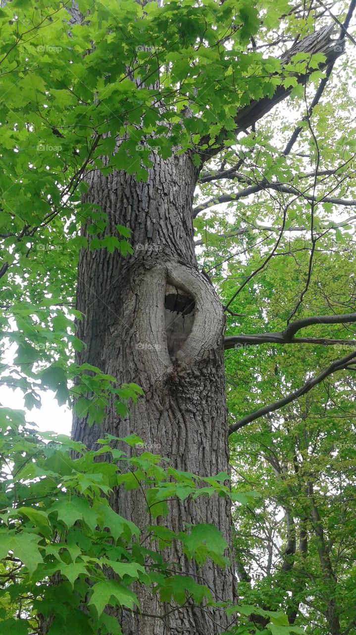 "Tree Eye". Nature walk