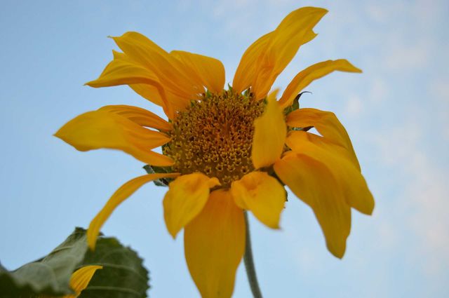 sunflower