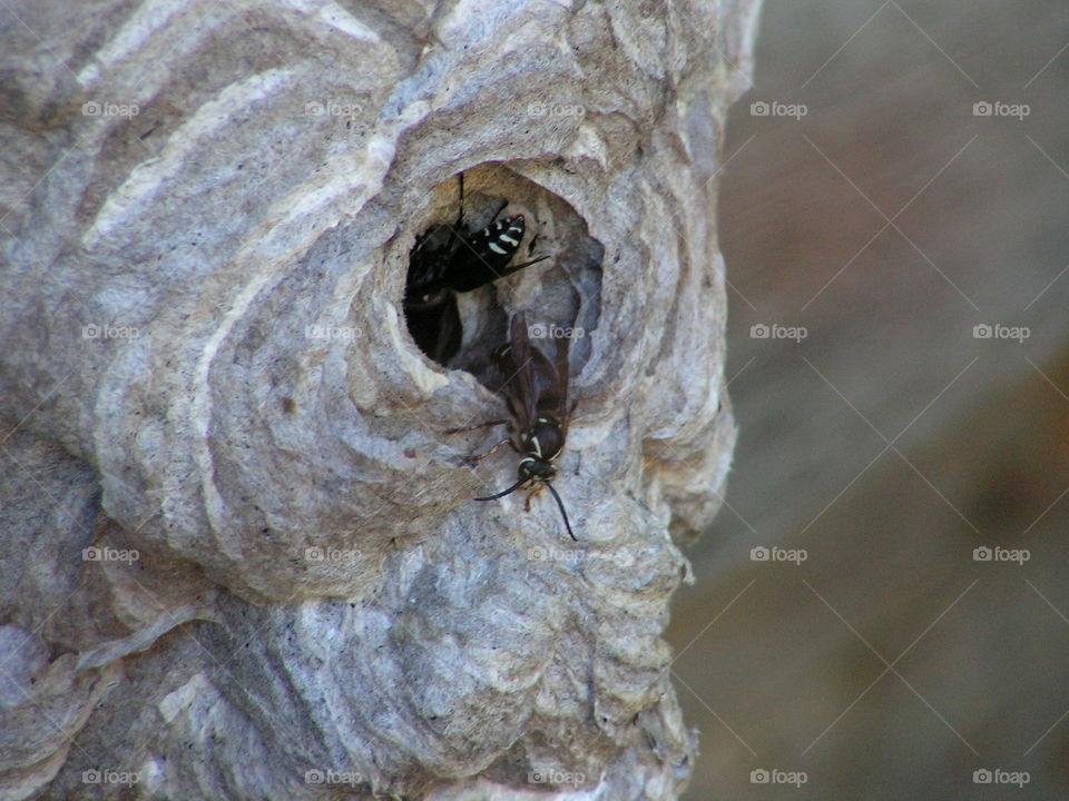 Bald Faced Hornet in and out