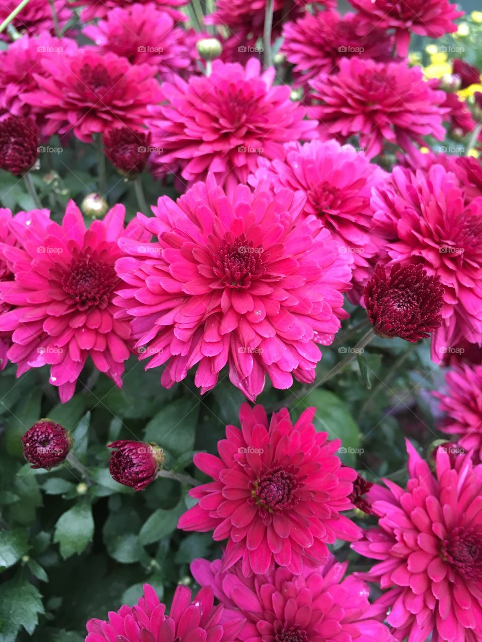 Red mums