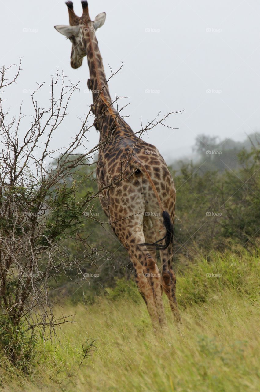 Giraffe with helping birds